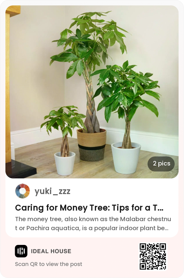 Caring for Money Tree: Tips for a Thriving Plant